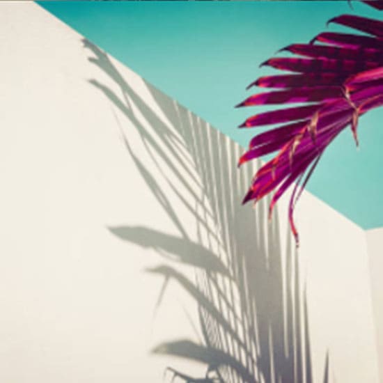Palmtree Palmtree